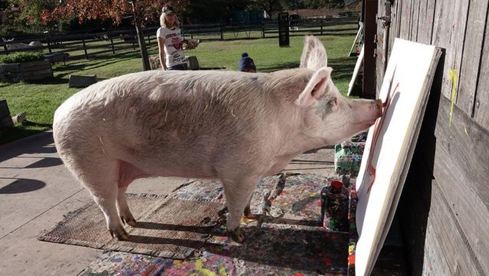 Schwein "Pigcasso" erobert mit seinen Kunstwerken die Welt: Erste Ausstellung in Deutschland