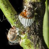 Schildläuse bekämpfen | Hilfe gegen die kleinen Schädlinge 