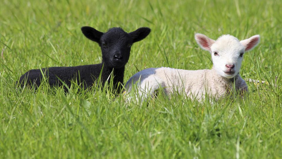 Schafe Wie sie im Garten gehalten werden BUNTE.de