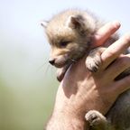 Mann springt ins Wasser, um einen verzweifelten Babyfuchs zu retten