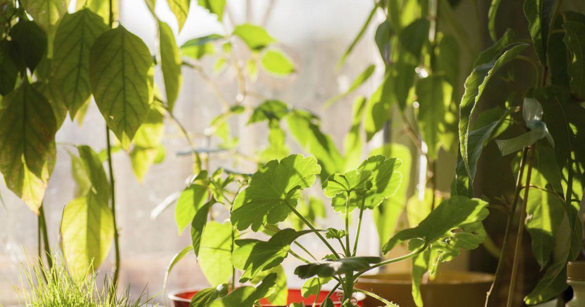 Trockene Luft Eine Gefahr für Zimmerpflanzen BUNTE.de