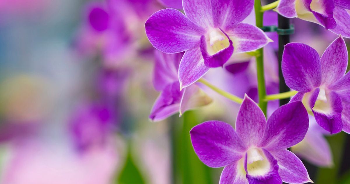 Orchideen pflegen Umtopfen und schneiden So geht's BUNTE.de