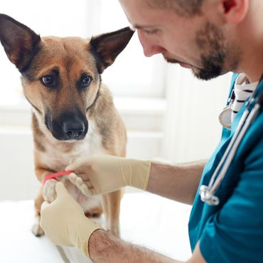Einfühlsam: Tierarzt gewinnt Herz eines verängstigten Hundes in Minuten