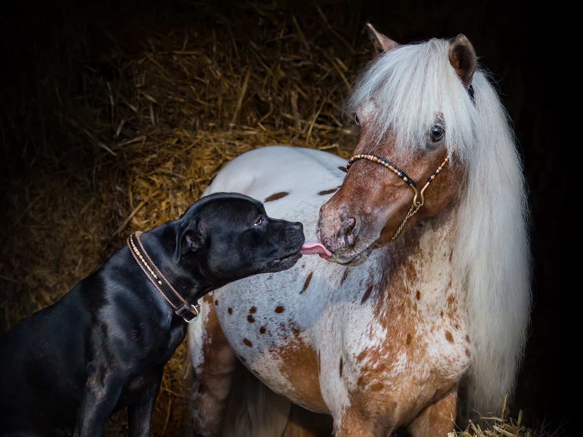 Dem Tod Entkommen Minipferd Wird Von Der Mama Verstossen Doch Eine Hundefamilie Adoptiert Es Bunte De