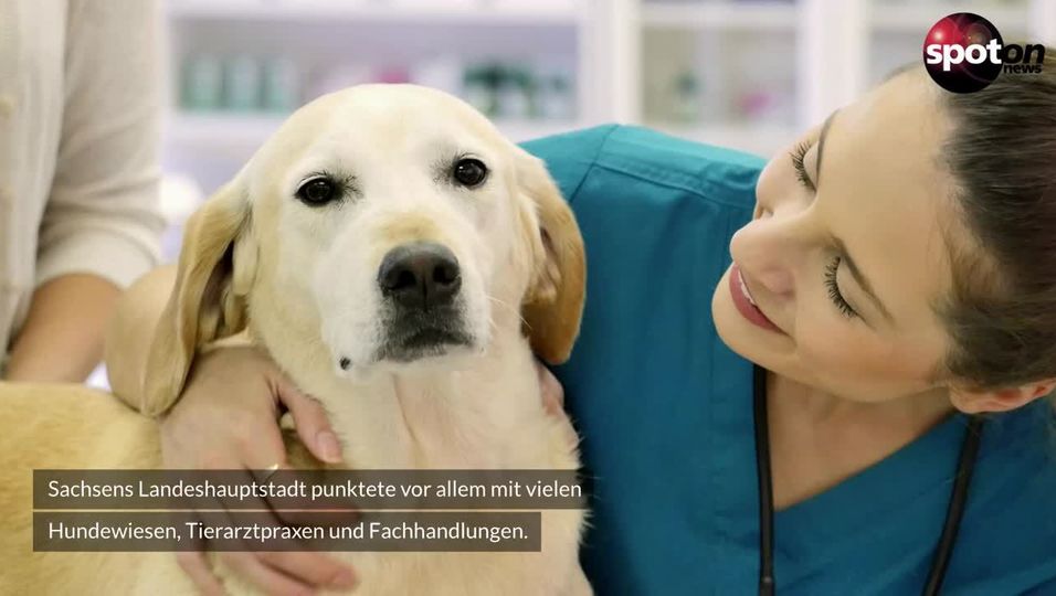 Ranking: Das sind die hundefreundlichsten Städte Deutschlands