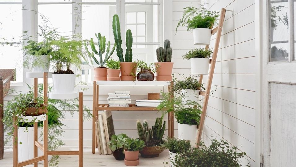 IKEA-Geheimtipps ab 1,50 Euro: Pflanzen-Highlights fr deine grne  Wohlfhloase | BUNTE.de