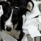 Polizeihund lernt, verstecktes Toilettenpapier zu erschnüffeln