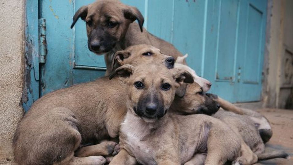 "Wir hatten Minuten übrig": Zurückgelassen Hunde werden nach Kanada gebracht