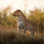 Plötzlich steht da ein Leopard: Mutiger Hund bellt Raubkatze in die Flucht