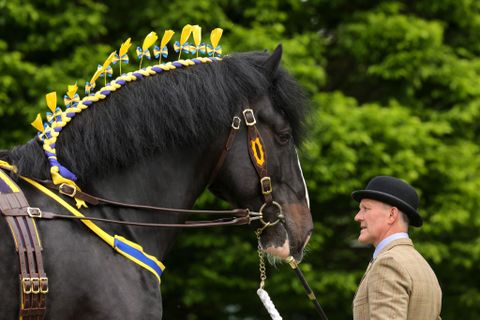 Die schönsten Szenen der Royal Windsor Horse Show