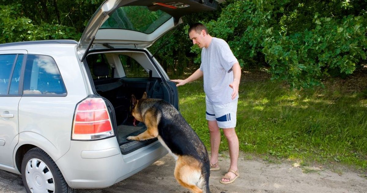 Auto Fahren mit Hund Wichtige Hinweise BUNTE.de