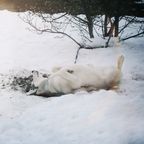 Mackenzie waits all year round: as soon as it snows, the blind dog shows joy