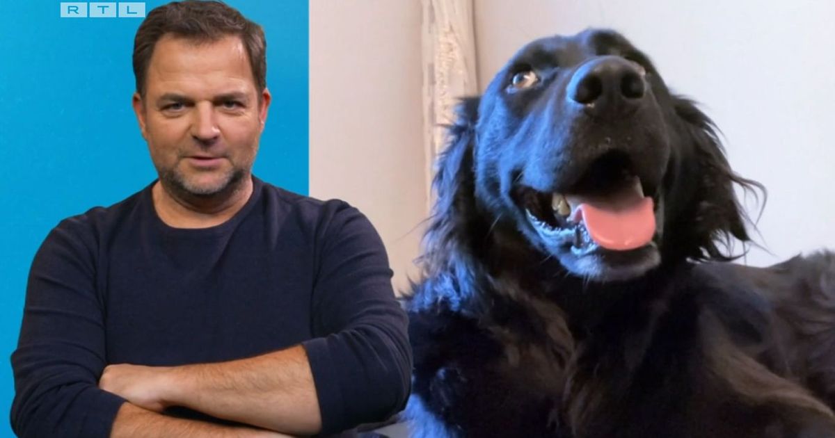 Martin Rütter über Hundehalterin "Ganz rührend, aber auch wahnsinnig