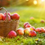 Äpfel - im Korb und auf der Wiese