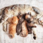 Katzenmutter