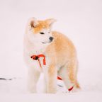 Akita-Hund Hachiko im Schnee