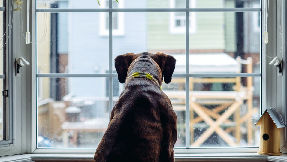 Treue Seele: Hund wartet täglich zur gleichen Zeit sehnsüchtig am Fenster 