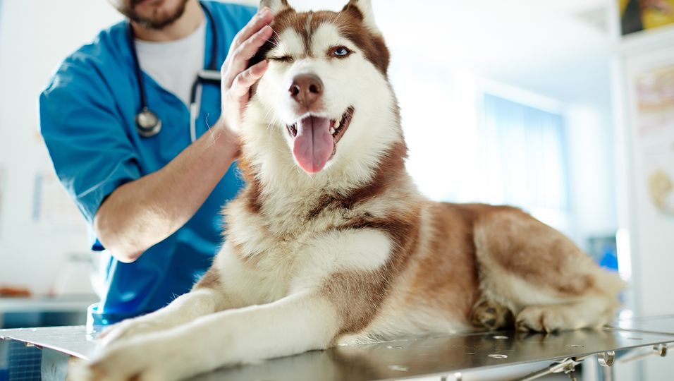 Genialer Trick: Um einen nervösen Hund zu beruhigen, greift dieser Arzt zu äußerst speziellen Mitteln