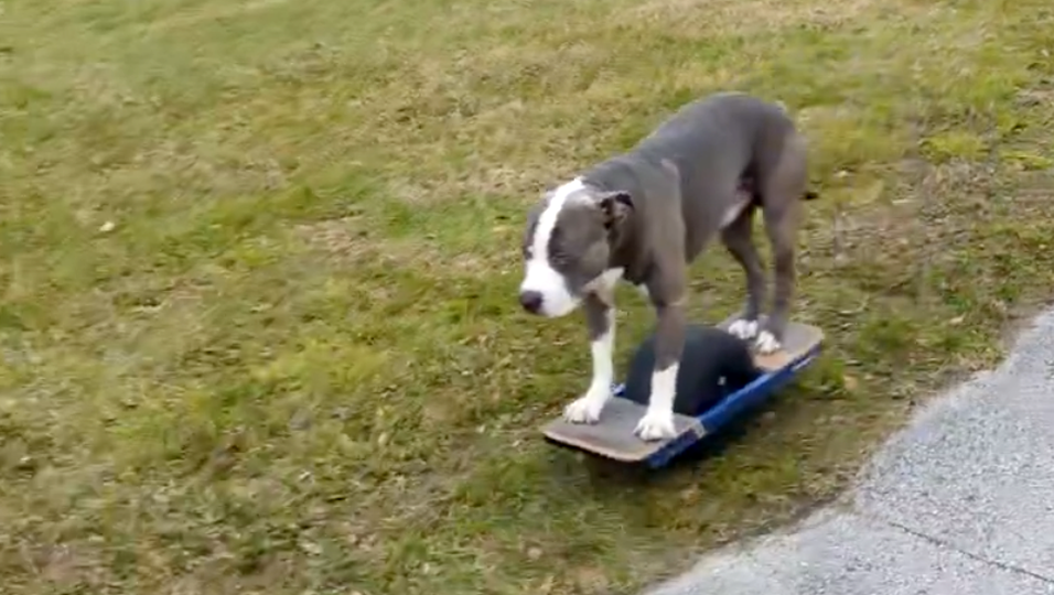 Lustige Aufnahmen - Ein lebenslustiger Hund findet eine aufregende Alternative zum Spazierengehen