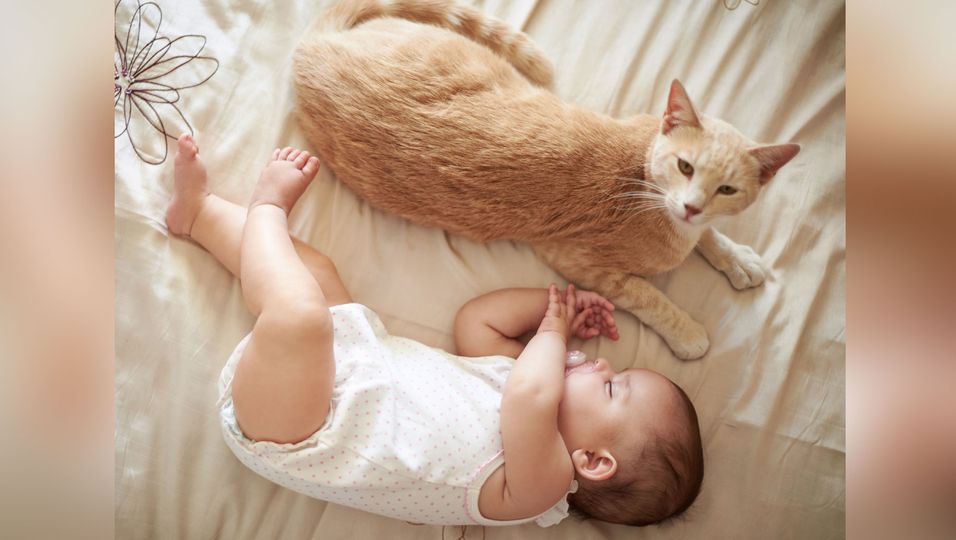 Katze lernt Neugeborenes kennen – doch ihre Reaktion fällt ganz anders aus als erwartet