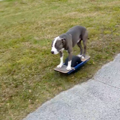Lustige Aufnahmen - Ein lebenslustiger Hund findet eine aufregende Alternative zum Spazierengehen