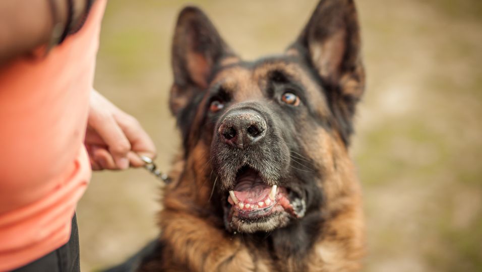 Polizeihund beherrscht Herz- Lungen- Massage – inklusive Puls-Kontrolle
