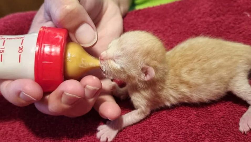 Unfassbar wintzig: Helfer finden Katzenbaby völlig hilflos, noch mit Nabelschnur am Bauch – doch es lebt