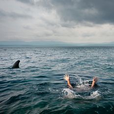 Filmreife Geschichte: Betrunkener stürzt von Schiff und schwimmt mit Haien