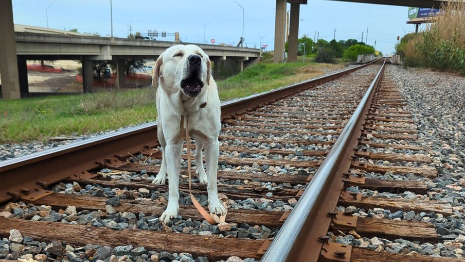 Rettung in letzter Sekunde: Hund wurde am aktiven Bahngleis festgebunden 