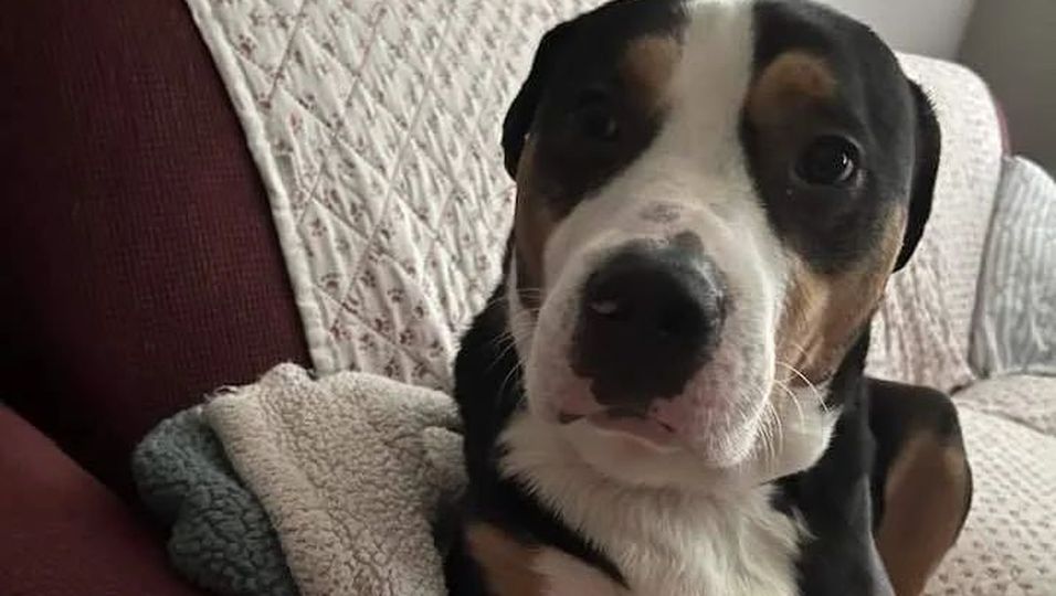 Ehepaar schenkt Tierheimhund ein Zuhause – dann rettet er Besitzerin das Leben