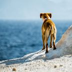 Treue Seele : Nach Tod des Besitzers – Hund wartet jeden Tag am Strand auf ihn