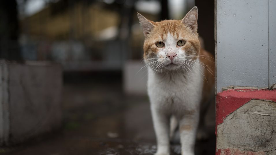 Streuner-Katze Sophie verfolgte einen Mann so lange, bis dieser ihr schließlich ein Zuhause schenkte