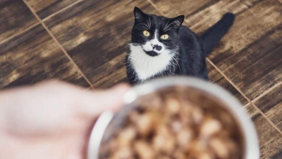 Katzen füttern: So machen Sie es richtig!
