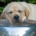 Geretteter Hund schläft jeden Tag mit seiner Futterschüssel, weil er endlich nicht mehr hungern muss