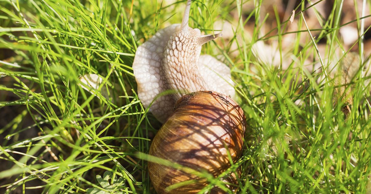 Schnecken bekämpfen: Es muss nicht immer Schneckenkorn sein | BUNTE.de