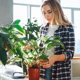 Für fünf pflegeleichte Zimmerpflanzen brauchst du keinen grünen Daumen