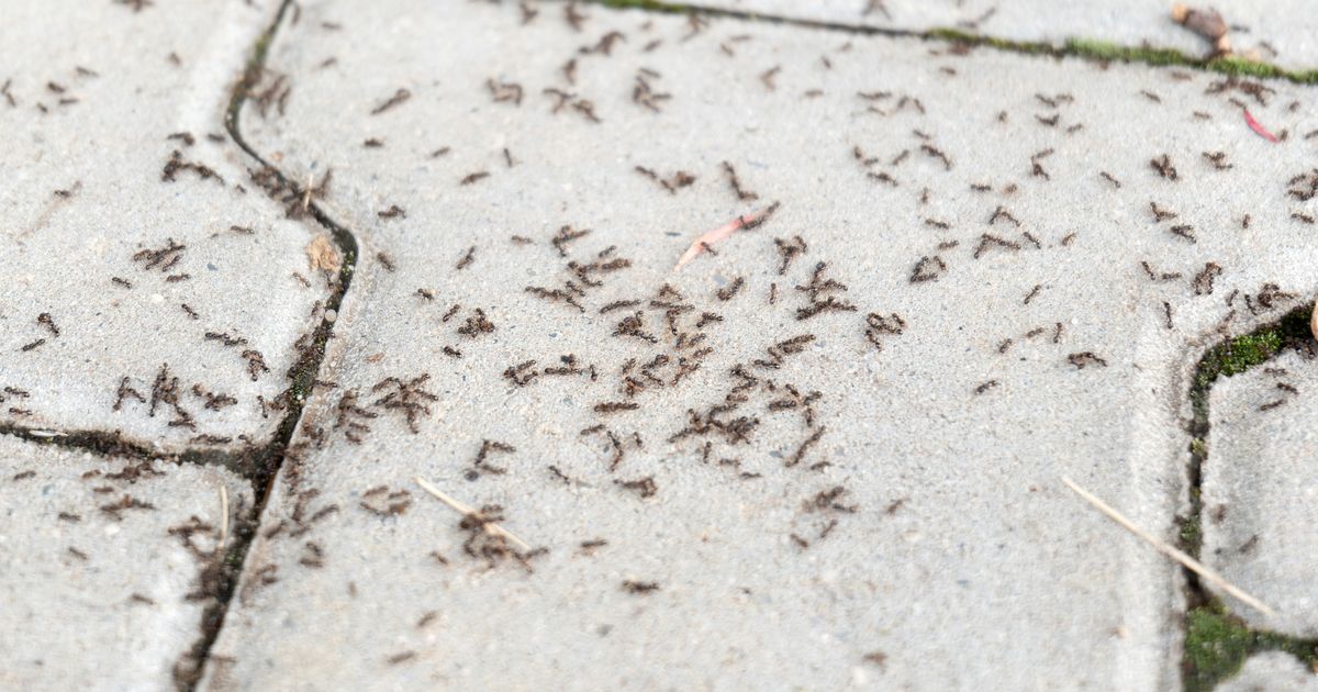 Ameisenplage im Garten Die besten Tipps zur schnellen Bekämpfung