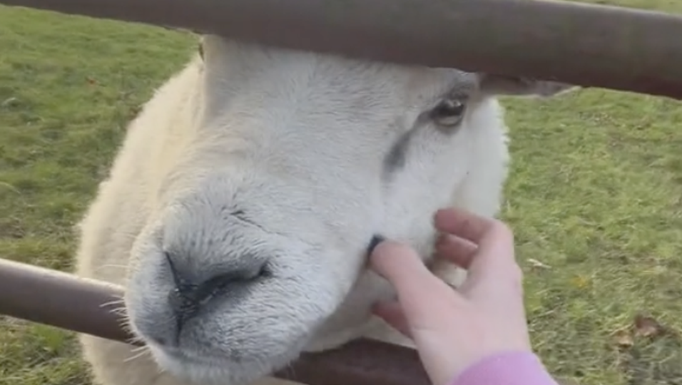 Freddie ist glücklich: Einsames Schaf findet in Passantin eine Freundin - die Videos rühren Millionen