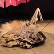Hunde-Seniorin: "Sie ist ein Wunder!": Geburtstagsparty für "ältesten Hund der Welt" 