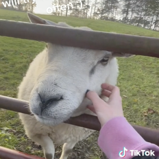Freddie ist glücklich: Einsames Schaf findet in Passantin eine Freundin - die Videos rühren Millionen