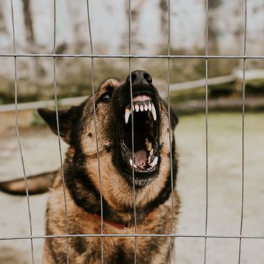 Hunde attackieren Spaziergänger - der überlebt mit 130 Bissen
